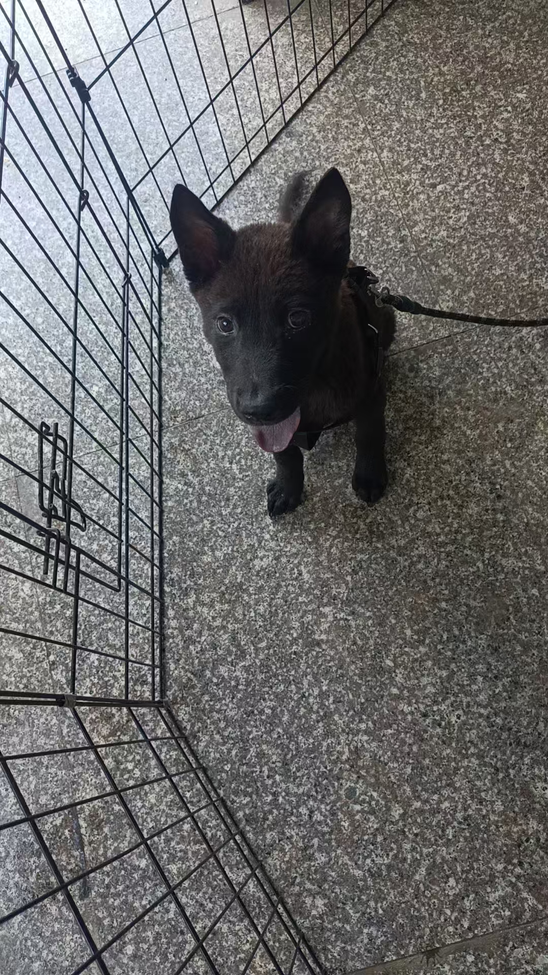 五黑犬3个月大，疫苗三针 7天包细小 健康活泼